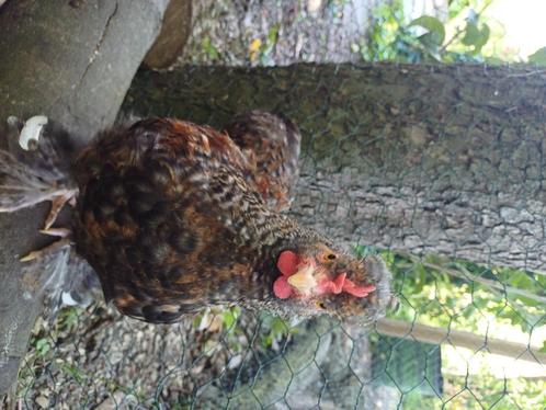 Kippen, Dieren en Toebehoren, Pluimvee, Kip, Mannelijk
