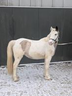 Super leuke kleine D kinderpony to-be Oreo!, Zadelmak, 3 tot 6 jaar, Recreatiepony, D pony (1.37m tot 1.48m)