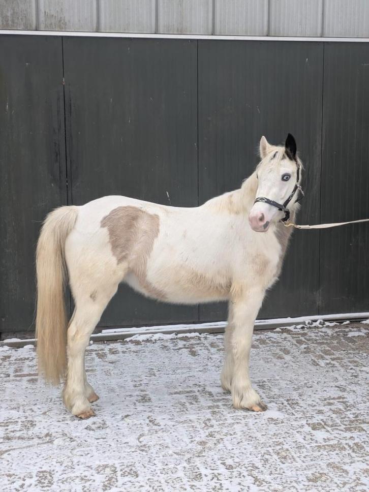 Super leuke kleine D kinderpony to-be Oreo!, Dieren en Toebehoren, Pony's, Merrie, Zadelmak, D pony (1.37m tot 1.48m), Recreatiepony