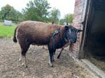 Dassenkop ram te koop., Dieren en Toebehoren, Schapen, Geiten en Varkens, Mannelijk, Schaap, 0 tot 2 jaar