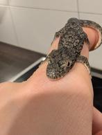 Kameleongekko man (Eurydactylodes occidentalis), Dieren en Toebehoren, Reptielen en Amfibieën, Hagedis, 0 tot 2 jaar
