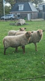 Gezocht! Coburger Fuchs ram, Mannelijk, Schaap