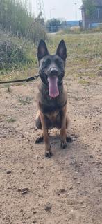 Mechelse herder ( Teef ), Dieren en Toebehoren, Reu, CDV (hondenziekte), 1 tot 2 jaar, Eén hond
