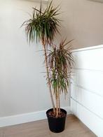 Dracaena in plastic binnenpot, Ophalen
