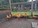 Goudpel Hollandse hoenders, Dieren en Toebehoren, Meerdere dieren, Kip