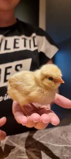 Kuikens te koop 2 red island en 
2 baardkuifhoenen., Dieren en Toebehoren, Pluimvee, Meerdere dieren, Kip