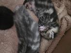 Lieve grijze kittens, Dieren en Toebehoren, Katten en Kittens | Raskatten | Korthaar, Kater, Ontwormd