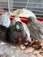 Chinese dwerg kwartel haantjes, Dieren en Toebehoren, Vogels | Overige Vogels, Mannelijk