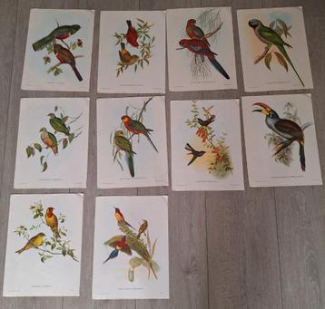 John Gould  tropische vogels vintage verzamelmap  beschikbaar voor biedingen