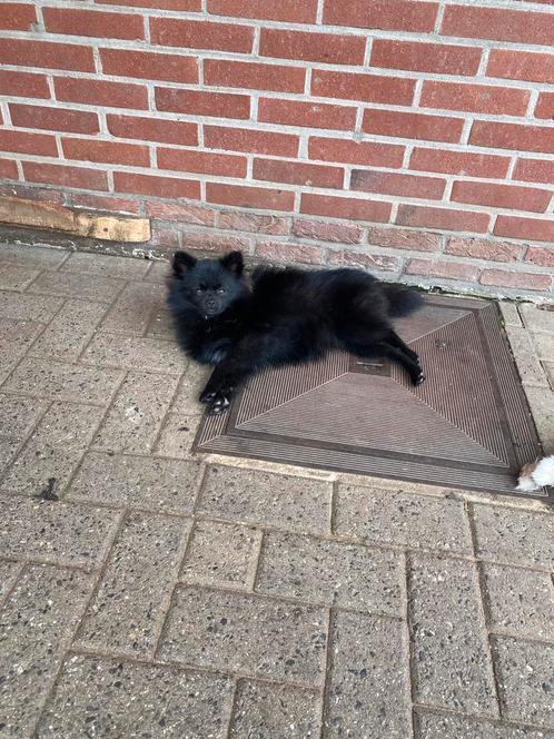 Klein dwergkeesje teefje en merle  reutje   België limburg, Dieren en Toebehoren, Honden | Poolhonden, Keeshonden en Oertypen