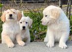 Prachtige GOLDEN RETRIEVER pups, Dieren en Toebehoren, Honden | Retrievers, Spaniëls en Waterhonden, Nederland, Reu, 8 tot 15 weken