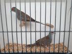 Diamant duiven, Dieren en Toebehoren, Meerdere dieren, Tropenvogel