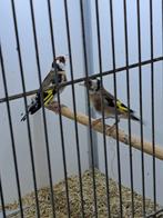 Parva, Dieren en Toebehoren, Meerdere dieren, Tropenvogel
