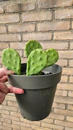 Opuntia Cactus, de vijgcactus en de Afrikaanse melk boom, Ophalen of Verzenden, Nieuw