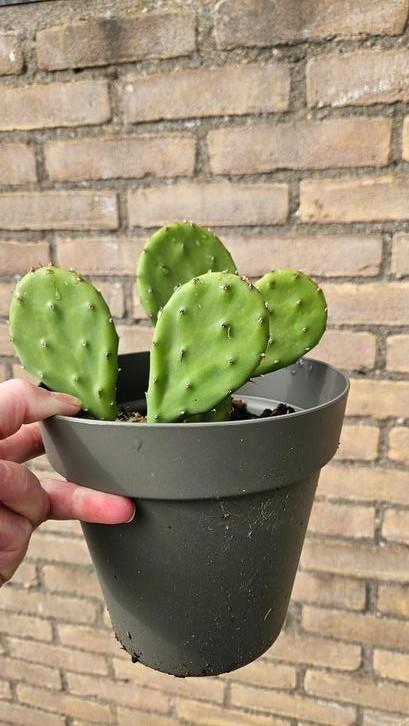 Opuntia Cactus, de vijgcactus en de Afrikaanse melk boom, Huis en Inrichting, Woonaccessoires | Overige, Nieuw, Ophalen of Verzenden