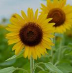 Zonnebloemplantjes zonnebloem, Ophalen, Zomer, Eenjarig, Volle zon