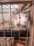 2 lieve tamme ratjes (man) ongeveer 4 maanden, Dieren en Toebehoren, Knaagdieren, Rat, Mannelijk, Tam, September