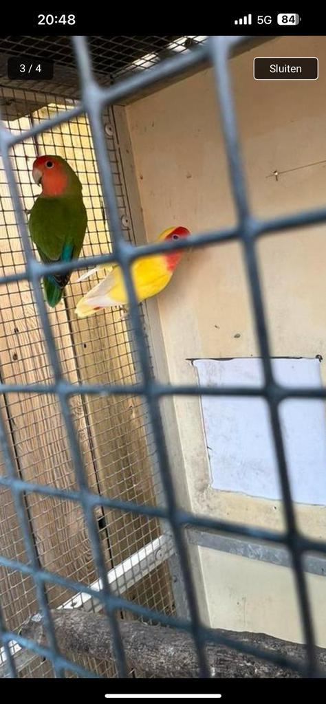 Agopornis collie Dwergpapegaai, Dieren en Toebehoren, Vogels | Parkieten en Papegaaien, Parkiet, Meerdere dieren