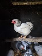 Mooie wyandotte hanen, Meerdere dieren, Tam