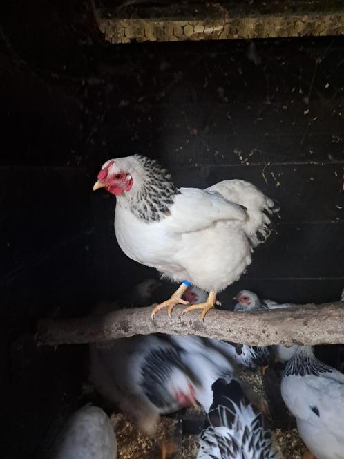 Mooie wyandotte hanen en hennen, Dieren en Toebehoren, Vogels | Overige Vogels, Meerdere dieren, Tam