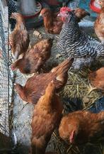 Kippen te koop, Dieren en Toebehoren, Pluimvee, Vrouwelijk, Kip