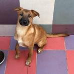 ACE: Yaspero zal zeker en vast een trouwe vriend worden!, Particulier, 15 weken tot 1 jaar, Reu, Buitenland