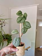 Philodendron Sodiroi, Ophalen of Verzenden, Overige soorten, Minder dan 100 cm