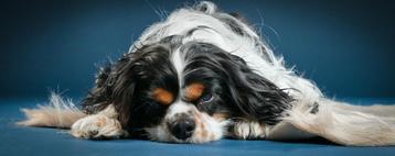 Honden fotografie beschikbaar voor biedingen