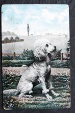 Een witte reuzenpoedel, 1927, Verzenden, 1920 tot 1940, Gelopen, Hond of Kat