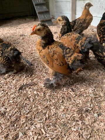 7 weken oude haantjes gratis af te halen beschikbaar voor biedingen