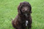 Cockapoo pups, België, Rabiës (hondsdolheid), 15 weken tot 1 jaar, Meerdere