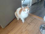 Kat die rustig onderkomen zoekt, Dieren en Toebehoren, Katten en Kittens | Overige Katten, Kater, Kortharig, 3 tot 5 jaar