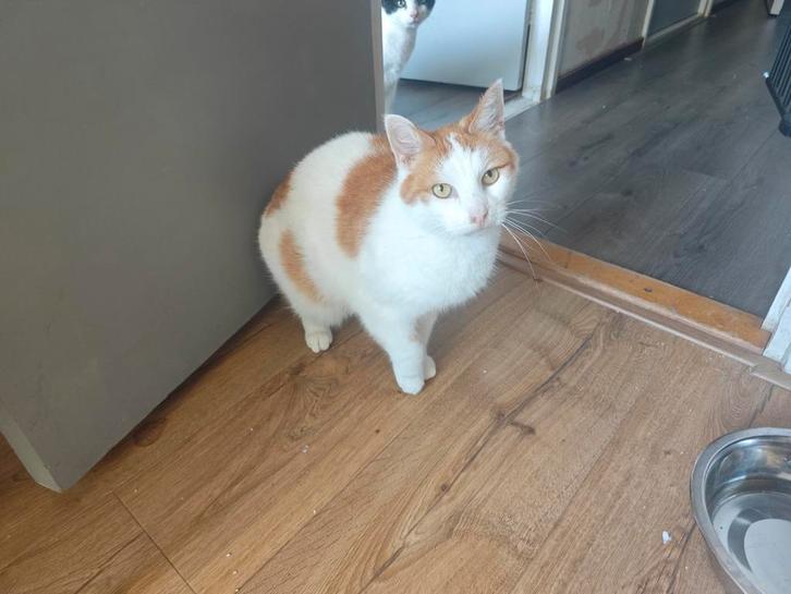 Kat die rustig onderkomen zoekt, Dieren en Toebehoren, Katten en Kittens | Overige Katten, Kortharig, Kater, 3 tot 5 jaar