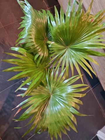 Livistona Rotundifolia, kamerplant, palm beschikbaar voor biedingen
