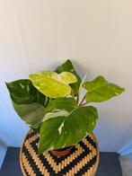 Philodendron White Princess Tricolor - Zeldzaam!, Overige soorten, In pot, Minder dan 100 cm, Groene kamerplant