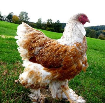 BRAHMA broedeieren groot ras goud wit gezoomd 4€ beschikbaar voor biedingen