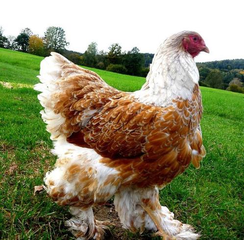 BRAHMA broedeieren groot ras goud wit gezoomd 4€, Dieren en Toebehoren, Pluimvee | Toebehoren, Nieuw, Overige typen, Verzenden