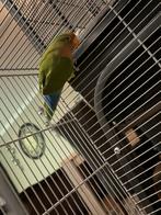 Agapornis tekoop, Geslacht onbekend, Dwergpapegaai of Agapornis, Tam