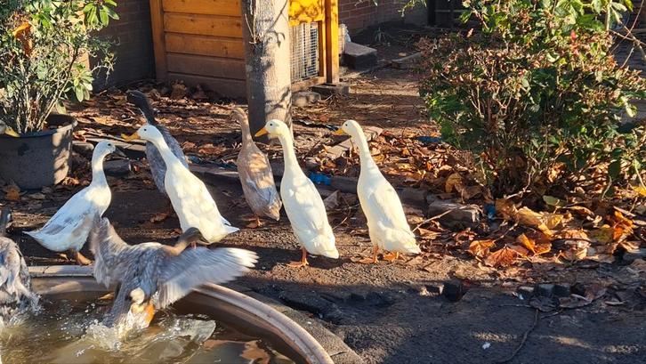 3 Loopeenden woerd wit en grijs 2025, Dieren en Toebehoren, Pluimvee, Eend, Mannelijk