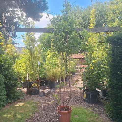 Witte blauwe regen, Tuin en Terras, Planten | Bomen, Overige soorten, Volle zon, Ophalen