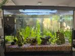 Aquarium, compleet draaiend inclusief alles, Dieren en Toebehoren, Ophalen, Gebruikt, Gevuld zoetwateraquarium
