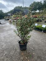 Eleagnus in pot - Olijfwilg, Volle zon, Vaste plant, Herfst, Ophalen