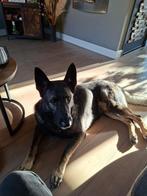 Lieve Duitse herder reu herplaatsing, Dieren en Toebehoren, Honden | Herdershonden en Veedrijvers, Reu, Eén hond, 3 tot 5 jaar