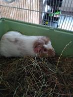 Cavia, Mei, Mannelijk, Cavia