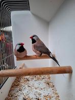 Spitsstaartamadine, Dieren en Toebehoren, Vogels | Overige Vogels, Mannelijk, Geringd