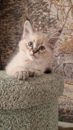 Siberische kat x Ragdol kittens, Meerdere dieren, Langharig, 0 tot 2 jaar