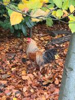 Haan, Dieren en Toebehoren, Pluimvee, Mannelijk, Kip