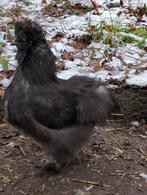 Zijdehoen USA haan, Dieren en Toebehoren, Mannelijk, Kip