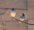 Koppel gouldamadines 2025, Dieren en Toebehoren, Meerdere dieren, Tropenvogel