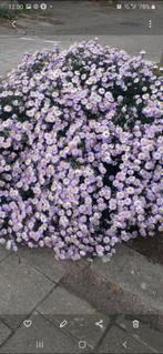 🌺 HERFST ASTER KLEIN PLANT, Ophalen of Verzenden, Zomer